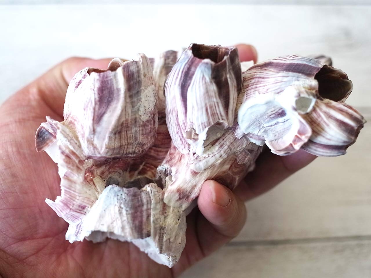 貝殻　自然 貝殻の問屋さん- 世界の貝殻・自然素材・サンゴ砂を直輸入・卸売